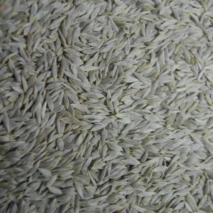 SALADEZAAD WIT zak 25 kg