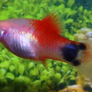 Xiph. Mac. White Red Top Mickey