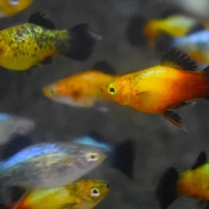 Xiph. Mac. Wagtail Mix