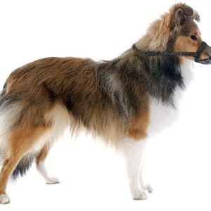 Muilband nylon anti intoxicatie small