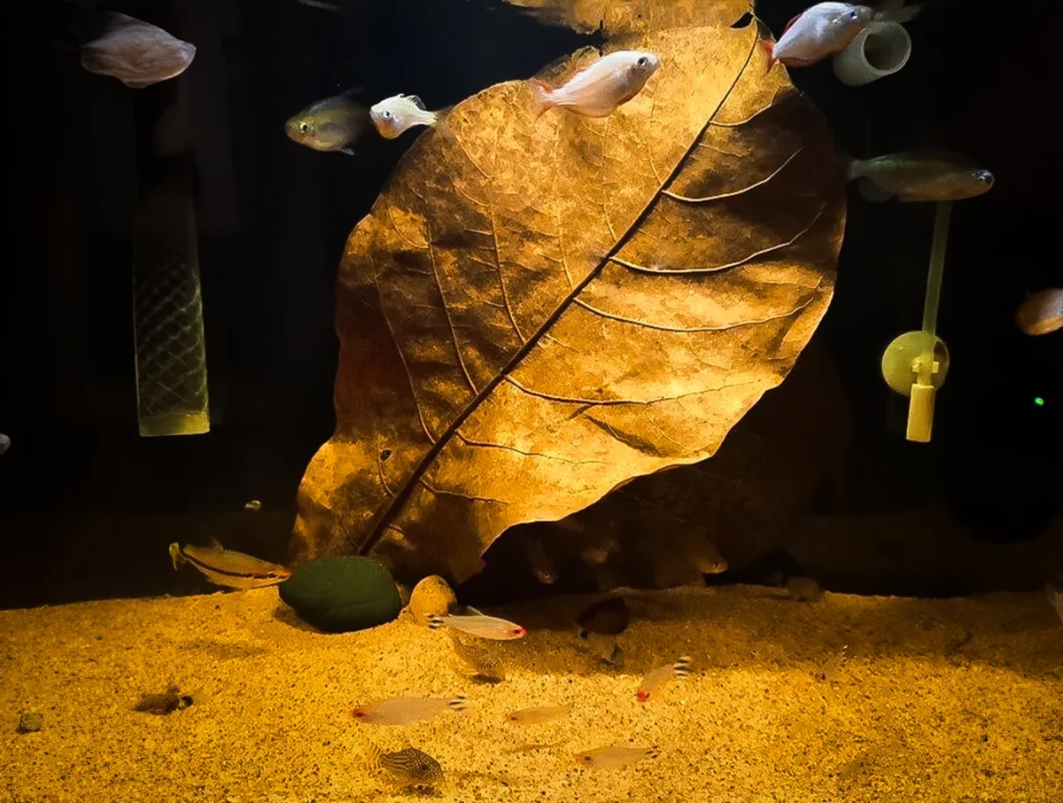 10 St. Aquarium Catappa Bladeren (Amandel Blad) - Afbeelding 4