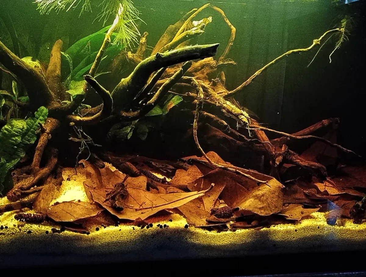 10 St. Aquarium Catappa Bladeren (Amandel Blad) - Afbeelding 5