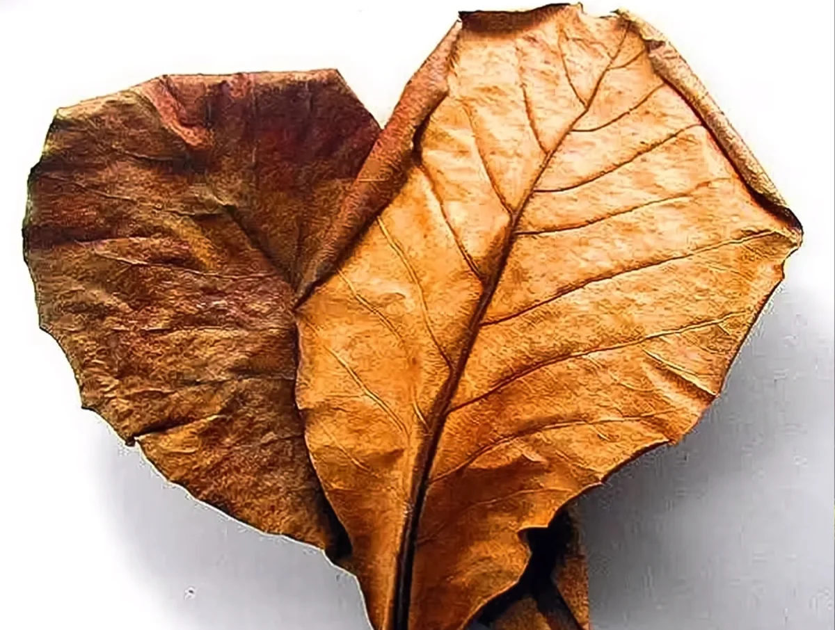 10 St. Aquarium Catappa Bladeren (Amandel Blad) - Afbeelding 6