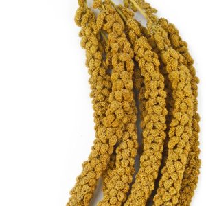 FRANSE TROSGIERST GEEL zak 1 kg