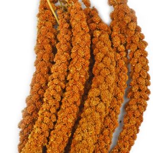 FRANSE TROSGIERST ROOD doos 17 kg