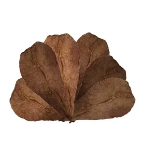 10 St. Aquarium Catappa Bladeren (Amandel Blad)