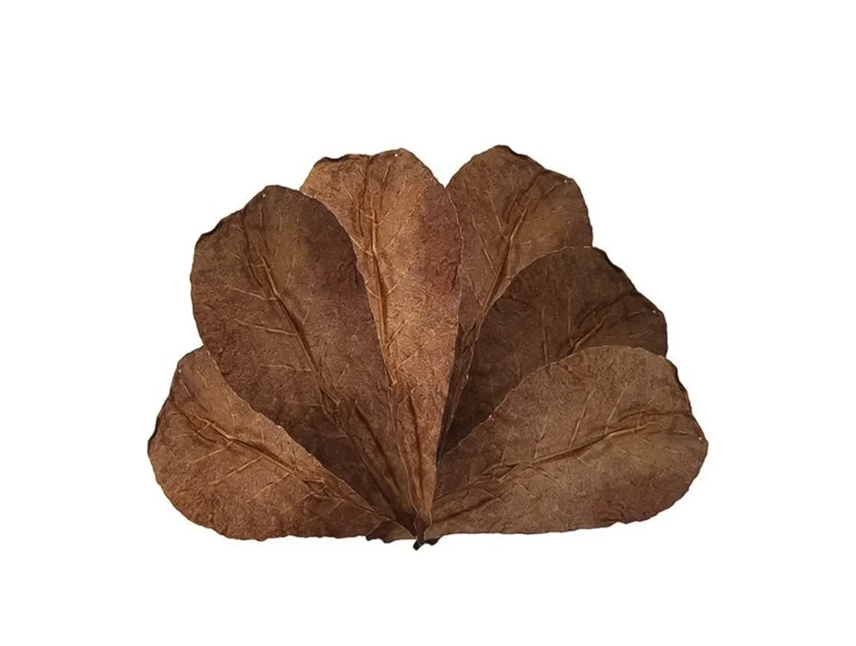 10 St. Aquarium Catappa Bladeren (Amandel Blad) - Afbeelding 2