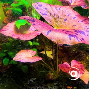 Nymphaea Rode Tijger Lotus