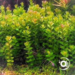 Rotala Indica (Rotundifolia)