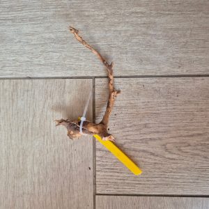 Spider wood Red SP11