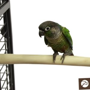 ZF1001 JAVA ZITSTOK SMALL ± Ø 1.5CMX25CM