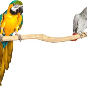 ZF1009 PAPEGAAI SPEELGOED TEAK ZITSTOK 100*3/5CM