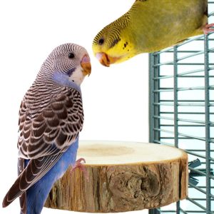 ZF5545 STAM ZITSTOK 10*9*4CM