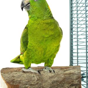 ZF5552 HOUTE SCHIJF ZITSTOK LARGE 17*8*4CM