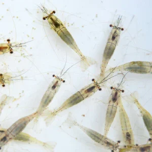 Voedergarnalen levend