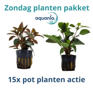 Zondag actie planten pakket